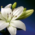 تصویر از مهرانی